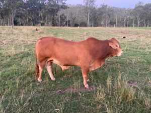 Pure Bred Droughtmaster Bull