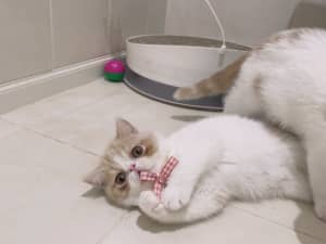 Exotic Shorthair Kitten (Purebred) Finds Loving New Home (Boy)