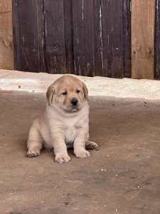 Only 2 females left Pedigree Labrador puppies ANKC registered 