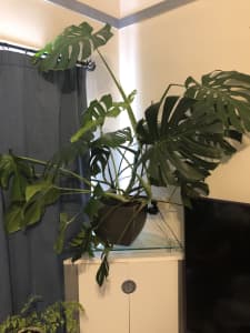Large monsteria plant in pot