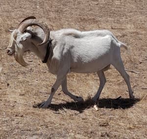 Goat, turke, goose: Saanen male Billy buck, 3x wethered