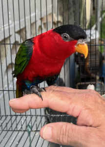 hand reared blue breasted black cap lory albino Quakers duskys