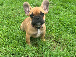 French Bulldog Pups for Sale