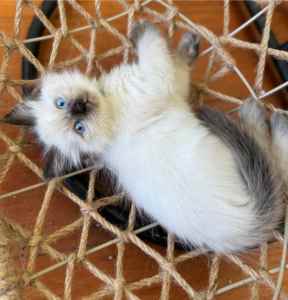 RAGDOLL Seal Point vaccinated and microshipped