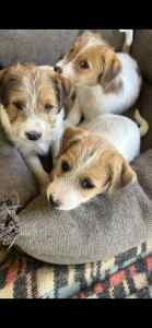 Jack Russell Registered Puppies