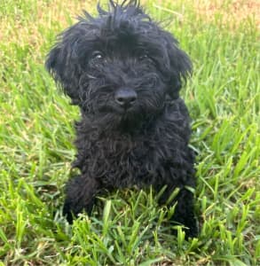Toy Poodle x Yorkshire terrier pups - READY NOW! 