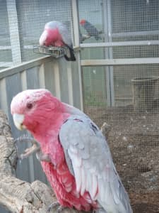 Little corella pair, galah pair and eclectus parrots for sale