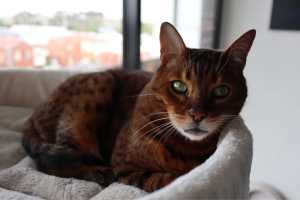 Rehoming Azzy (pure bengal)