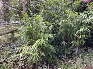 Bamboo, soft bushy variety, great for pots