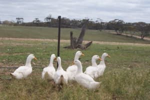 Pekin ducks drakes chicks (unsexed) and roosters for sale