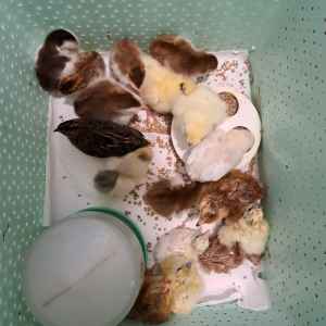 Tashandee Park Poultry guinea keets and chicks
