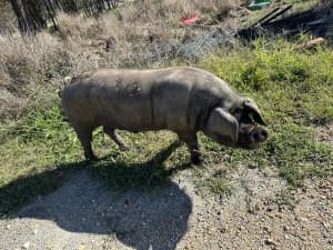 Large Black Pigs - Young boar for sale - ready to go now