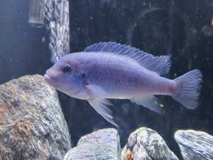 Cichlids and guppies for sale from