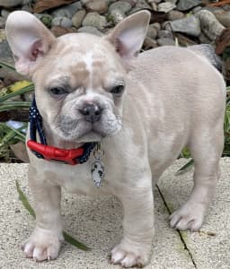 Purebred Lilac Fawn Merle male French Bulldog puppy. Ready NOW !!!
