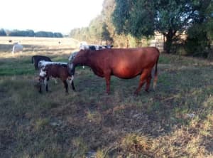 Cows Red Angus & White Speckled Park with speckled park calves