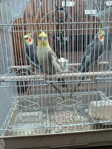 3 Cockatiels for sale fairly young