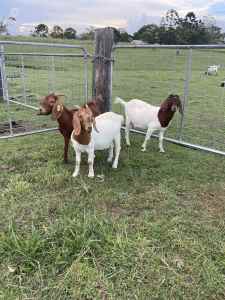 Full blood Boer goats 