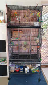 Love birds and cage (negotiable)