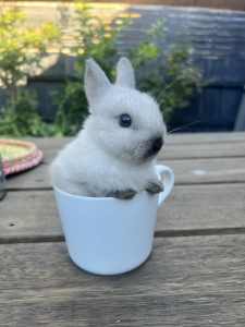 Pure bred Netherland dwarf rabbits for sale