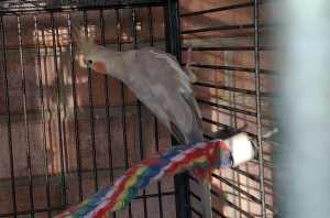 Semi Tame Male Cockatiel, Approx 2 years old (Plx text to phone)