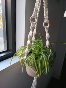 Spider plant with macrame hanger