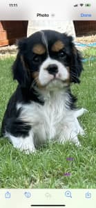 King Charles Cavalier ONE female now looking for her new family