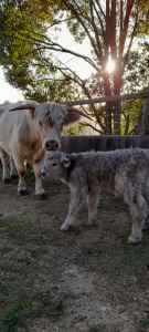 Purebred Scottish Highland/Highlander Cattle/Cow with Heifer Calf