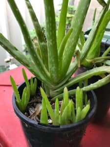 Aloe Vera plants - many with numerous pups