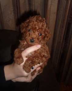 Toy Poodle Red Puppies