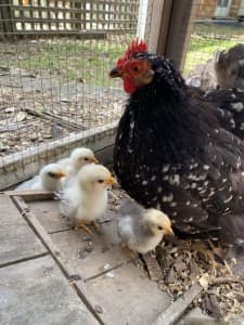 Unsexed week-old pekin bantam chicks