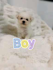Pure breed Bichon pups looking for forever home
