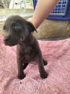 Gorgeous purebred chocolate Labrador puppy ready NOW. 