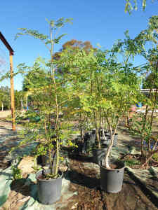 Drumstick trees for sale! (Moringa oleifera)