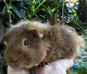 Absolutely Gorgeous Texel Male Guineapigs Rocky & Rubble ❤️