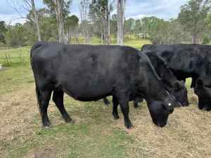 Top Quality Pure Angus Heifer Due to Calf