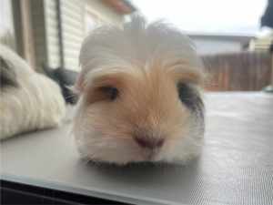 Gorgeous Long haired baby girl guinea pigs