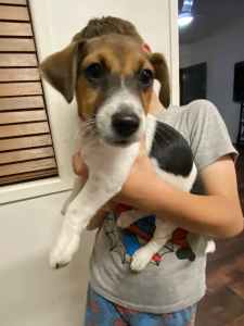 Jack Russell puppies - 1 Left