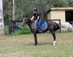 Registered Paint Mare 5yrs 14.2hh