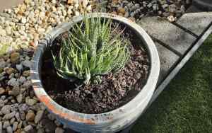 Lovely Heavy Plant Pot with Established Succulent.WORTH AN INSPECTION