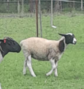 Dorper Ewe lamb 6 months old, price reduction.