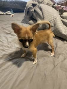 Long coat Male Chihuahua puppy. Ready to go