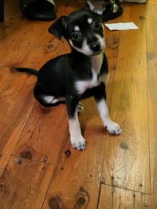 Chihuahua x Mini Foxy female puppy for sale!!! REDUCED!!