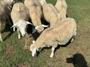 5-7 months old Aussie white Rams 3 available 