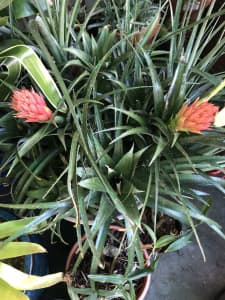 Large bromeliad with flower spikes