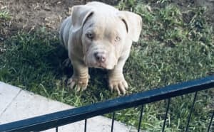 American Bully lilac Male 1 Left 