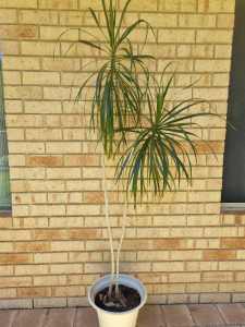 Cheap dracena plant