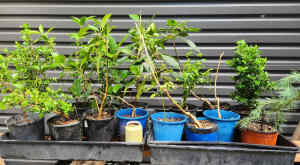 Starter Plants for Bonsai 140mm Pots