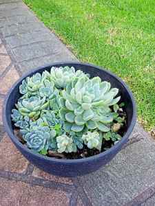 Succulent Plant in 16cm pot