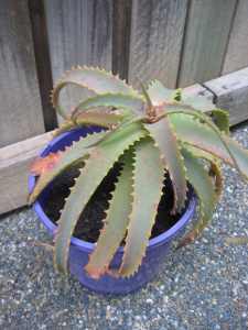 Vert Healthy Big Wild Aloe Vera plants in blue pot