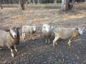 3 x cross-breed merino ewes 